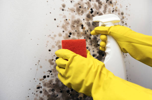 Best Crawl Space Mold Removal  in Clear Lake, IA