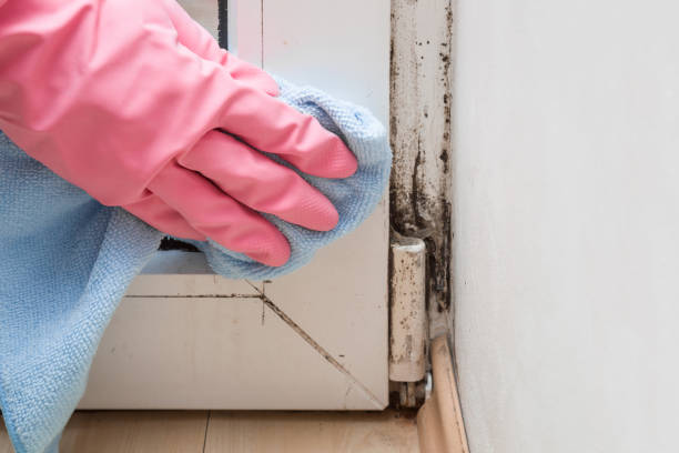 Best Fast Mold Removal  in Clear Lake, IA
